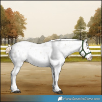 Horse Color:White Spotted Chocolate Palomino Dun Sabino 