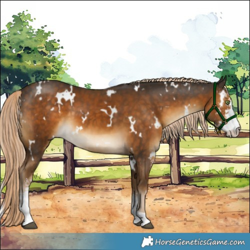 Horse Color:White Spotted Chocolate Palomino Sabino 