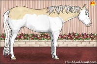 Horse Color:Silver Classic Champagne Dun Splash Rabicano