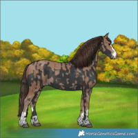 Horse Color:Black  and Classic Champagne 