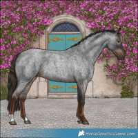 Horse Color:Gray Liver Red Roan 