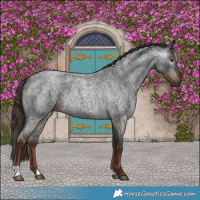 Horse Color:Gray Liver Red Roan 