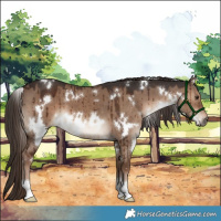 Horse Color:White Spotted Liver Red Dun Brindle 