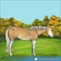 Horse Color:Silver Amber Cream Champagne Splash