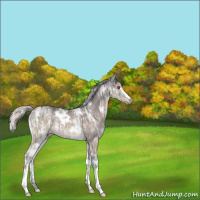 Horse Color:White Spotted Silver Grullo Chinchilla Ice Rabicano 