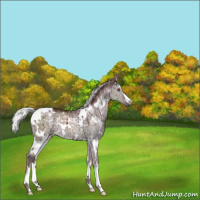 Horse Color:White Spotted Chocolate Silver Grullo Chinchilla Rabicano Brindle 