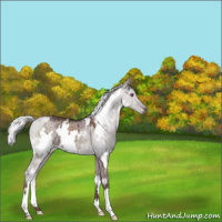 Horse Color:White Spotted Chocolate Silver Grullo Chinchilla Brindle 