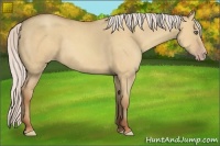 Horse Color:Silver Amber Champagne Dun Rabicano