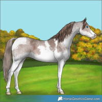 Horse Color:Liver Red Roan Splash Tobiano 
