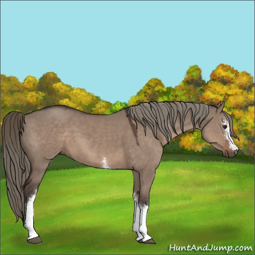 Horse Color:White Spotted Liver Red Dun Mushroom 