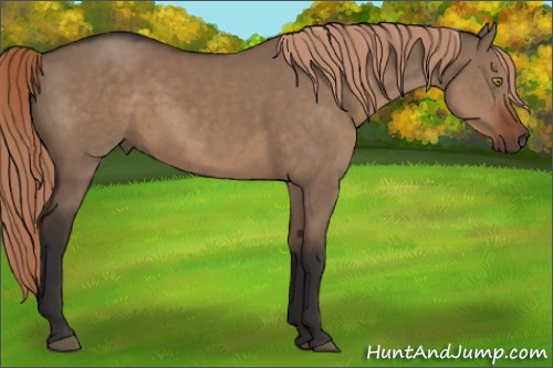 Horse Color:Liver Red Dun 