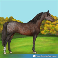 Horse Color:Liver Chestnut 