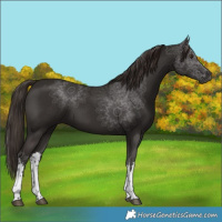 Horse Color:White Spotted Liver Chestnut