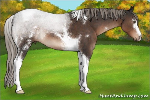 Horse Color:White Spotted Liver Chestnut Mushroom Tobiano 
