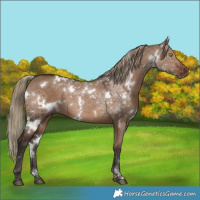 Horse Color:White Spotted Liver Red Dun 