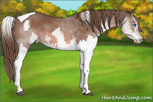 Horse Color:White Spotted Liver Chestnut Splash Tobiano Rabicano 