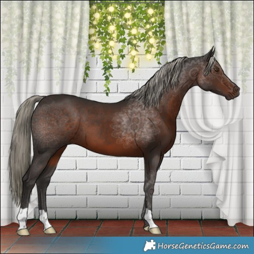 Horse Color:Liver Chestnut Mushroom 