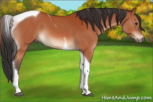 Horse Color:Brown Tobiano 