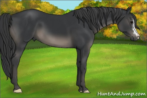 Horse Color:Black 