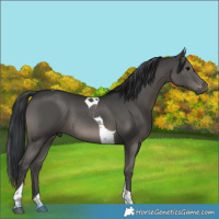 Horse Color:Black Tobiano Rabicano 