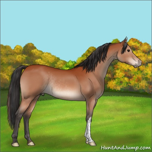 Horse Color:Brown Rabicano 