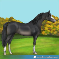 Horse Color:Black 