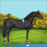 Horse Color:Black Tobiano Rabicano 