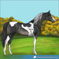 Horse Color:Black Tobiano Rabicano