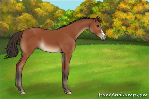 Horse Color:Brown 
