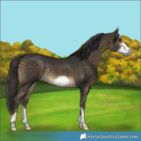 Horse Color:Buckskin Frame Rabicano 