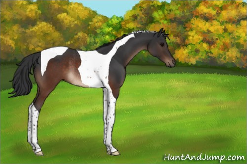 Horse Color:Brown Tobiano Rabicano 