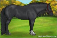 Horse Color:Black  and Black 