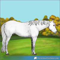Horse Color:Gray Black  and Gray Black Appaloosa 