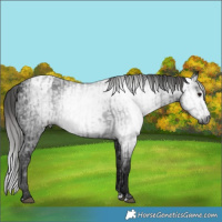 Horse Color:Gray Black  and Gray Black Appaloosa 