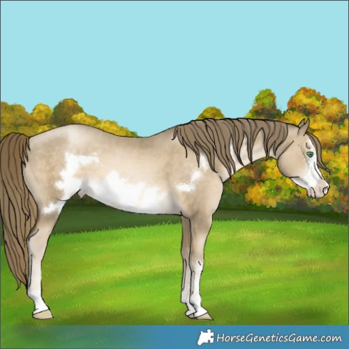 Horse Color:Smoky Black Pearl Frame 