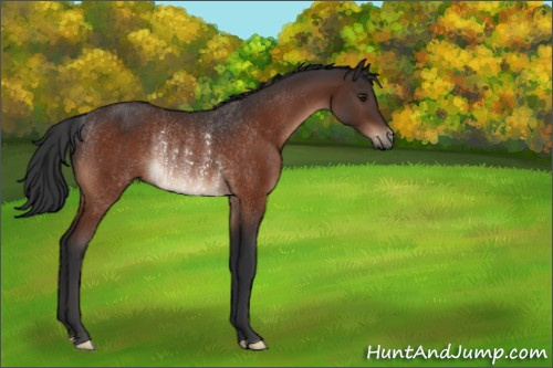 Horse Color:Brown Rabicano 
