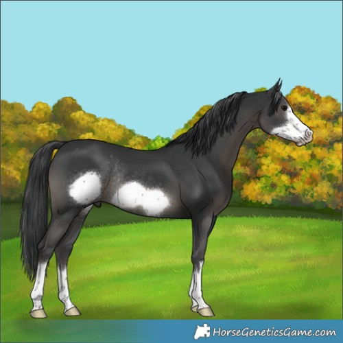 Horse Color:Black Frame Rabicano 