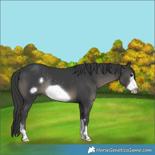 Horse Color:Black Frame Rabicano 