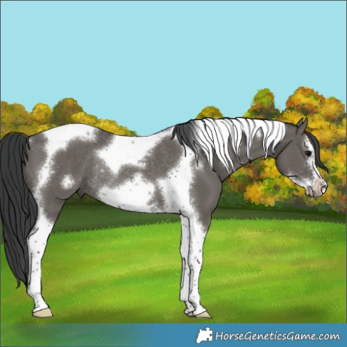 Horse Color:Grullo Tobiano Frame Rabicano 