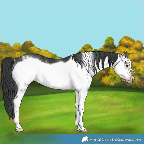 Horse Color:White Spotted Black Frame Rabicano 