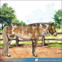 Horse Color:Plaid  White Spotted Chocolate Palomino 