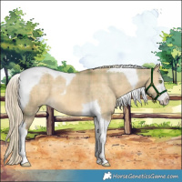 Horse Color:Plaid  White Spotted Chocolate Palomino Dun Mushroom Tobiano 