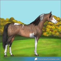 Horse Color:Brown Dun Sabino Tobiano