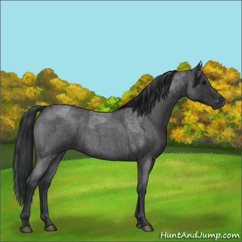 Horse Color:Blue Roan and Blue Roan