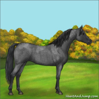 Horse Color:Blue Roan  and Blue Roan 
