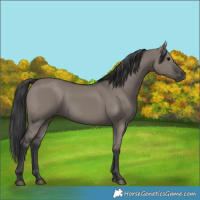 Horse Color:Grullo 