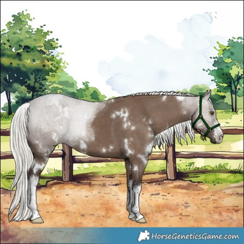 Horse Color:White Spotted Liver Red Dun Mushroom