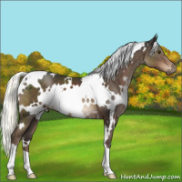 Horse Color:White Spotted Liver Chestnut Mushroom