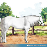 Horse Color:Gray White Spotted Liver Red Dun Pearl Sabino Rabicano 