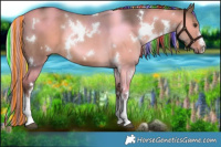 Horse Color:Painted White Spotted Liver Red Dun